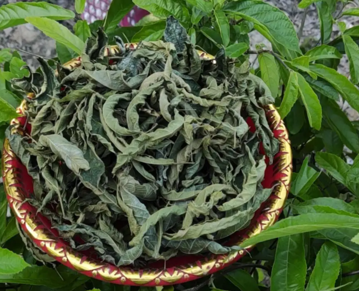 探索海南独特的茶文化：茶鹧鸪茶的美味与传承